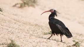 Un ibis chauve. 