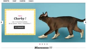 Les chats "fashion" peuvent désormais acheter en ligne sur Charenza.com