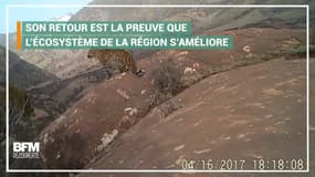 Les léopards sont de retour en Chine 