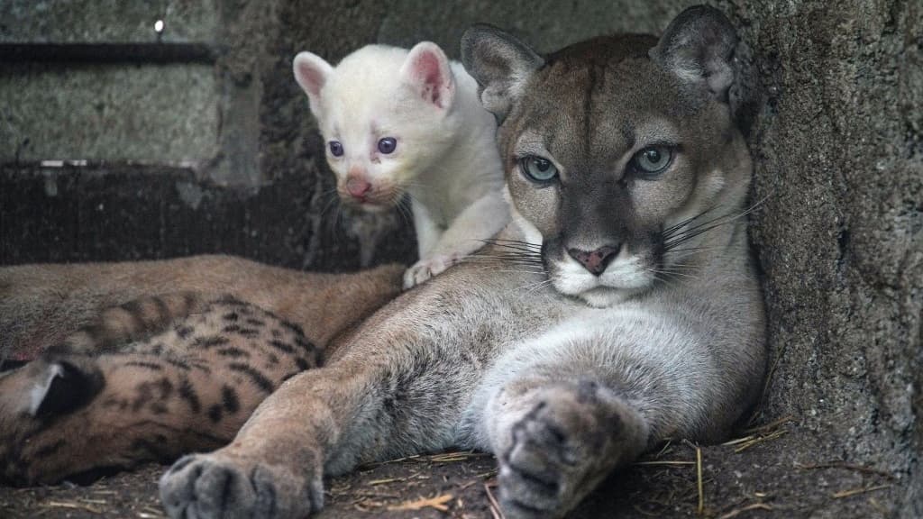 Puma blanche 2025 avec tigre