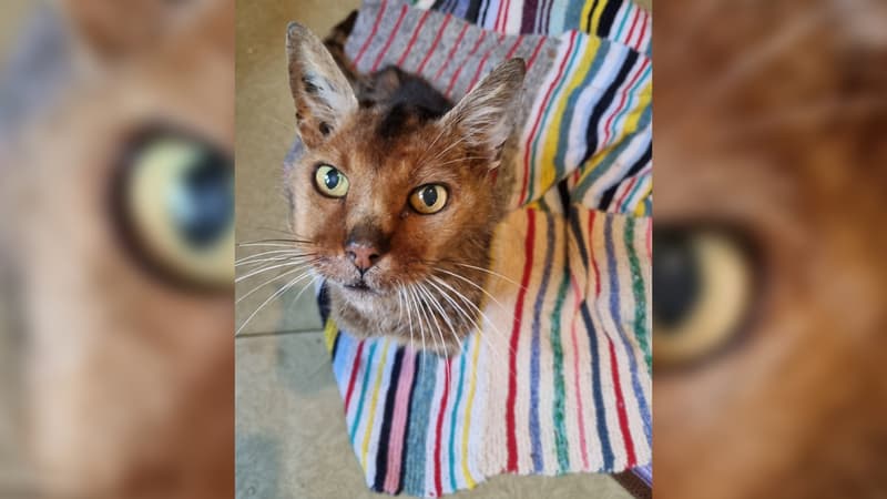 Le chat Grizzly retrouvé dans le Territoire de Belfort, 13 ans après sa disparition, en novembre 2024