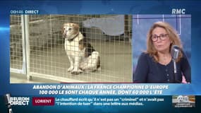 La France championne d'Europe de l'abandon d'animaux: "Il faut encadrer les animaleries"