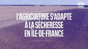 Les agriculteurs franciliens s'adaptent à la sécheresse