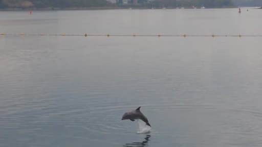 A Saint-Malo, une association multiplie les efforts pour rendre sa liberté au dauphin piégé dans la Rance.