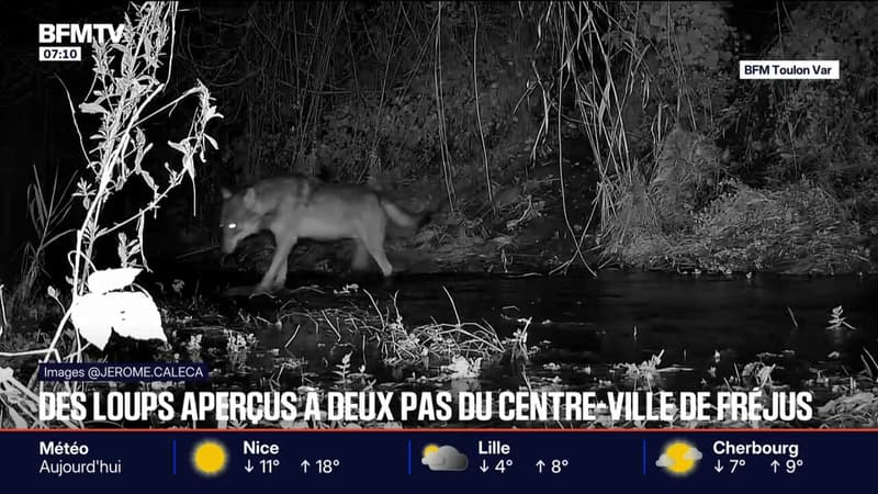 Fréjus: de plus en plus de loups aperçus à proximité du centre-ville