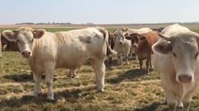 Ceta: "Une aberration écologique" pour certains agriculteurs inquiets