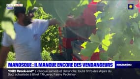 Alpes-de-Haute-Provence: il manque encore des bras à Manosque pour les vendanges