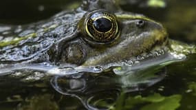 Une grenouille (Photo d'illustration)