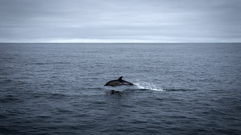 Golfe de Gascogne: quels sont les effets de l'interdiction de la pêche sur les dauphins?