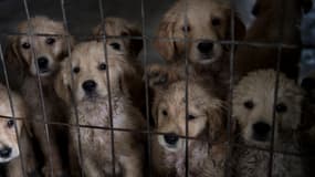 Des chiens