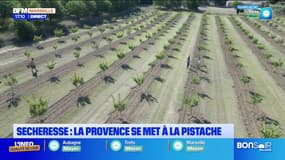 Sécheresse: la Provence se met à la pistache