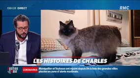 « Les 3 histoires de Charles Magnien » : Le portrait-robot du burger idéal, plisser les yeux pour communiquer avec un chat et 15 tatouages d'Eminem sur son corps - 13/10
