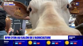 Salon de l'agriculture: Suprême, une vache laitière de race montbéliarde va participer au concours général agricole