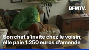 Le chat de Dominique s’invite chez le voisin, elle écope de 1.250 euros d’amende