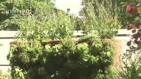 Un mur végétal avec des plantes aromatiques