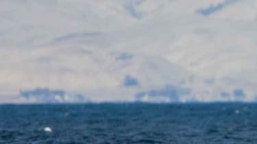 La queue d'une baleine bleue. (illustration)