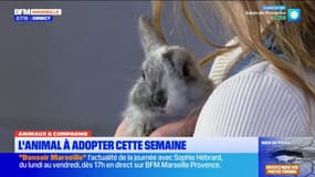 Animaux & compagnie: une lapine naine à adopter