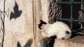 Un chat observe les ombres des oiseaux à Istanbul, en novembre 1999. (photo d'illustration)