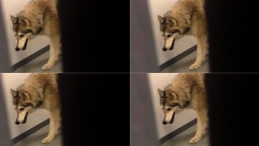 La lugeuse américaine Kate Hansen a prétendu avoir filmé un loup dans les couloirs du village olympique à Sotchi.