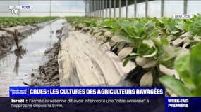 Les cultures des agriculteurs ravagées par les pluies diluviennes