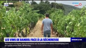 Les vins de Bandol font face à la sécheresse dans le Var