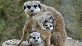 Le Meerkat, suricate en français, est une petit animal qui surveille son environnement pour développer sa famille. Illustration.