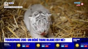 Touroparc zoo: naissance surprise d'un bébé tigre blanc