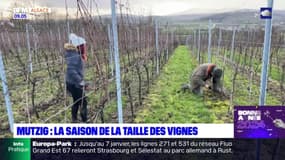 Bas-Rhin: la saison de la taille des ceps de vignes est ouverte à Mutzig