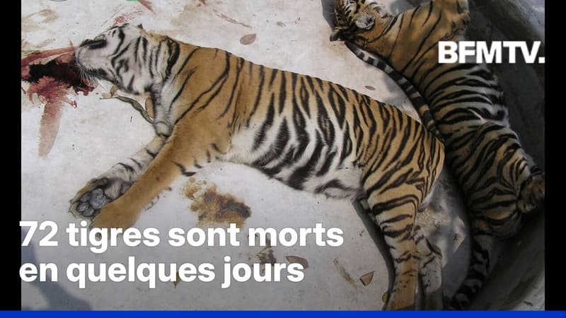 Pourquoi 72 tigres sont décédés subitement dans un parc animalier très touristique en Thaïlande?