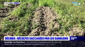 Décines-Charpieu: des récoltes saccagées par des sangliers