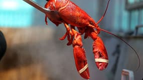 Les restaurants suisses devront étourdir le homard avant de le plonger dans l'eau bouillante. (Photo d'illustration)
