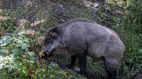 Un sanglier au parc animalier des Angles, qui rassemble des animaux sauvages présents dans les Pyrénées, le 19 août 2024. Photo d'illustration