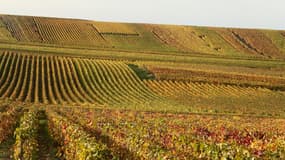 Une vigne en Champagne le 31 octobre 2013 (illustration).