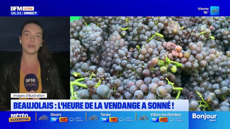 Beaujolais: les vendanges débutent ce jeudi