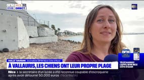 À Vallauris, les chiens vont avoir leur propre plage dès ce vendredi