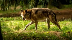 Loup du parc zoologique de la Bourbansais en France le 15 juillet 2015.