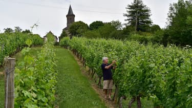 Les viticulteurs français ont pu commencer de distiller depuis le vendredi 5 juin quelque 2 millions d'hectolitres de vin non vendu en raison de la baisse de consommation durant le confinement, afin de fabriquer du bioéthanol ou du gel hydroalcoolique.