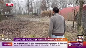 Les vols de volailles en hausse à l'approche des fêtes