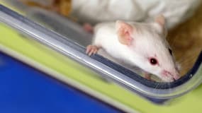 Une souris de laboratoire (photo d'illustration)
