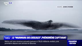Le "murmure des oiseaux", ces nuées compactes et mouvantes qui nous fascinent dans le ciel