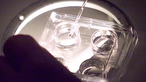 Préparation d'ovocytes sous hotte stérile, avant la micro-injection de spermatozoïdes, au CECOS de Rennes le 30 novembre 2000. (photo d'illustration)