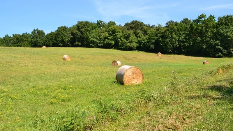 Les deux amants se sont cachés au beau milieu d'un champ, pensant être à l'abri des regards indiscrets.