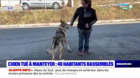 Hautes-Alpes: 40 habitants rassemblés pour un chien tué par des chiens-loups à Manteyer