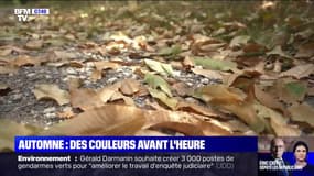 Pourquoi les arbres arborent-ils des couleurs automnales plus tôt cette année ? 