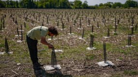 La forêt de Maubuisson compte déjà 700.000 arbres plantés.