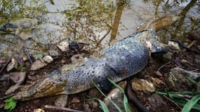Sifis, le crocodile retrouvé mort en Crète, le 30 mars 2015