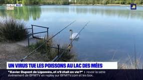 Alpes-de-Haute-Provence: les poissons du Lac des Mées touchés par la virémie printanière 