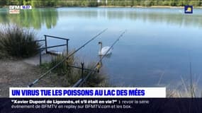 Alpes-de-Haute-Provence: les poissons du Lac des Mées touchés par la virémie printanière 