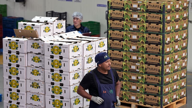 Les États-Unis sont le principal marché des avocats de l'État du Michoacan: la présidente mexicaine renforce la sécurité après la suspension des exportations du fruit à cause de la violence