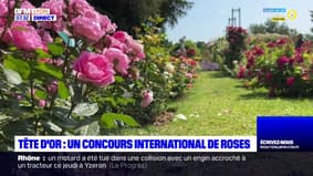 Parc de la Tête d'or: un concours international de roses